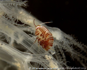 Title: "Going up" Iphimedia obesa is a tiny amphipod livi... by Athanassios Lazarides 